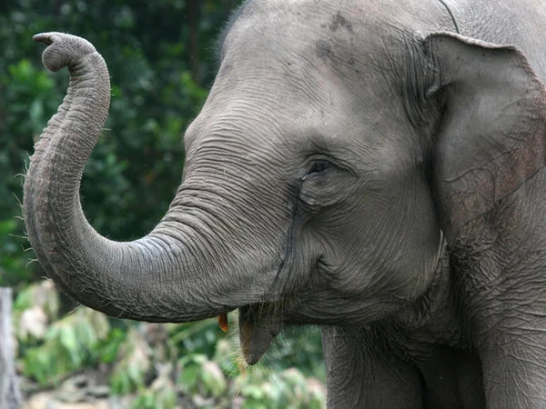 Anything unrelated to elephant is irrelephant...